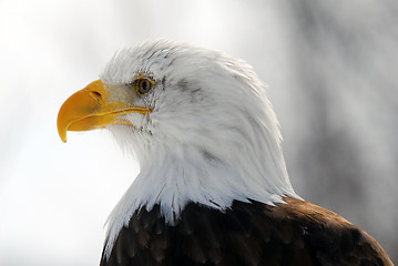 Image showing American Bald Eagle