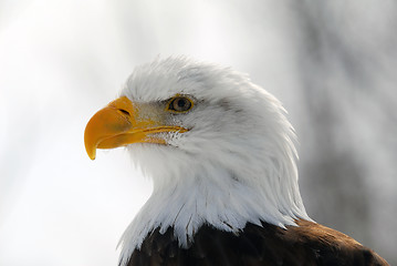 Image showing American Bald Eagle