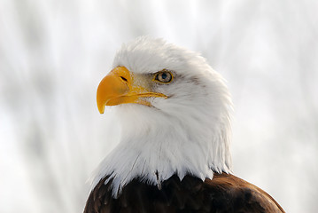 Image showing American Bald Eagle