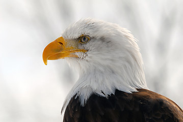 Image showing American Bald Eagle