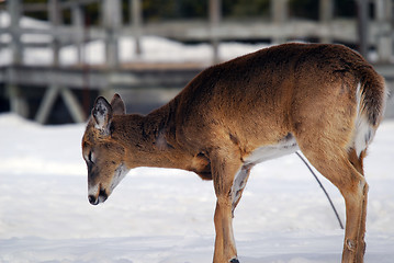 Image showing White-tailed deer 