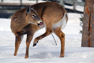 Image showing White-tailed deer 