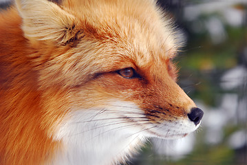 Image showing Red Fox