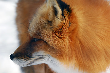 Image showing Red Fox