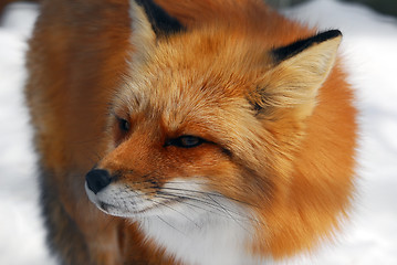 Image showing Red Fox