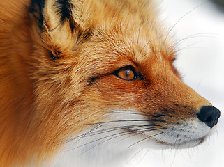 Image showing Red Fox