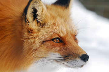 Image showing Red Fox