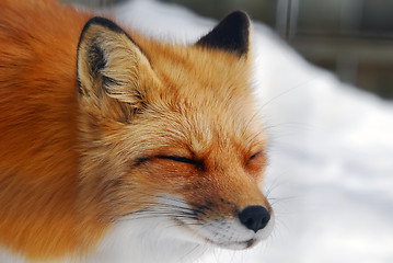 Image showing Red Fox