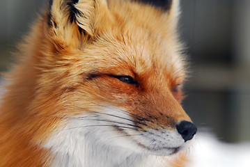 Image showing Red Fox