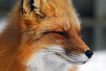 Image showing Red Fox