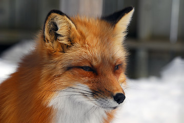 Image showing Red Fox