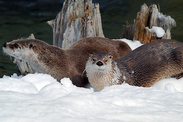 Image showing Otter