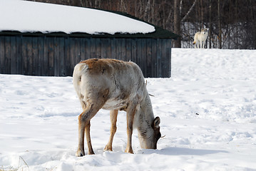 Image showing Reindeer