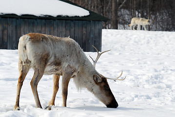 Image showing Reindeer