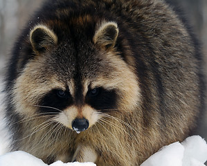 Image showing Raccoon