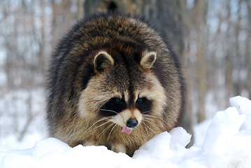 Image showing Raccoon