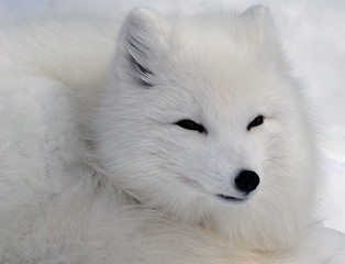 Image showing Arctic Fox