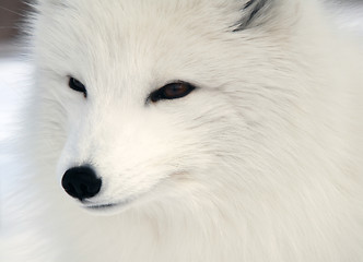 Image showing Arctic Fox