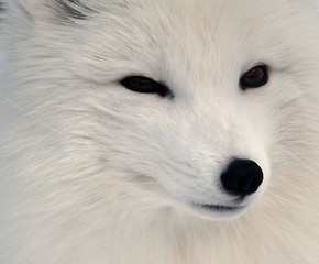 Image showing Arctic Fox