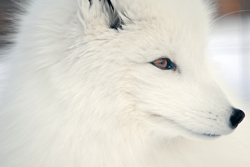 Image showing Arctic Fox