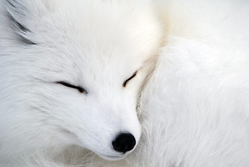 Image showing Arctic Fox