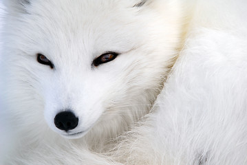 Image showing Arctic Fox