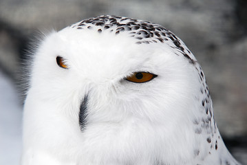 Image showing Snowy Owl