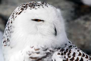 Image showing Snowy Owl