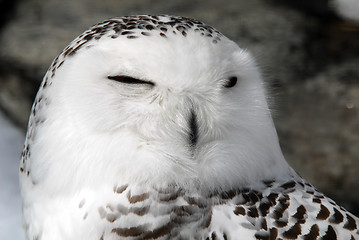 Image showing Snowy Owl