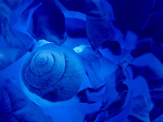 Image showing snail