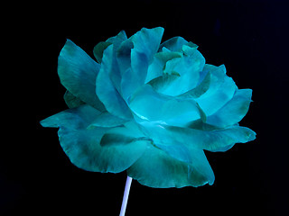 Image showing rose