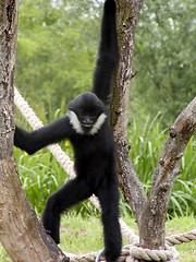 Image showing Monkey Standing