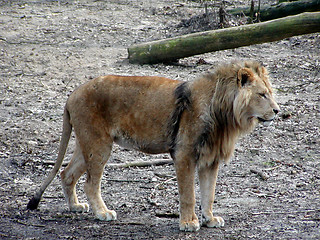 Image showing Lion