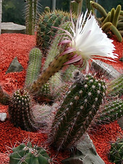 Image showing White Cactus