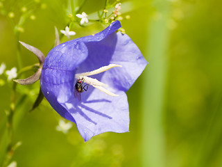 Image showing Common Bluebell