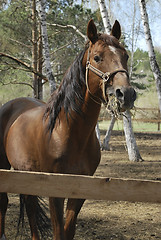 Image showing stallion in roundup