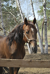 Image showing stallion in roundup