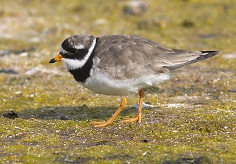 Image showing Ringed Plover