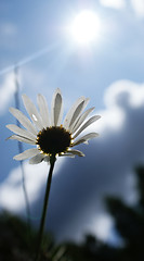 Image showing camomile in the sky