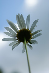 Image showing camomile in the sky