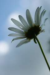 Image showing camomile in the sky