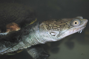 Image showing the water terrapin in the aquarium, macro