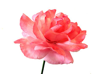 Image showing rose