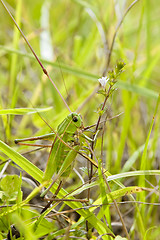 Image showing Locust