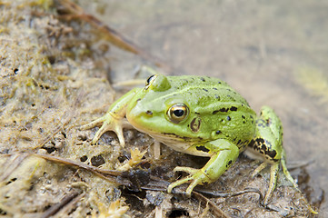 Image showing  Cautious frog on water edge