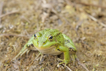 Image showing Conceiited  frog
