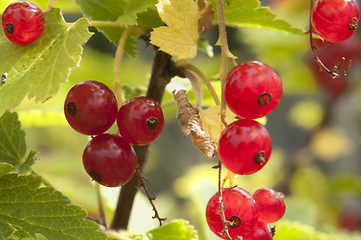 Image showing Redcurrant