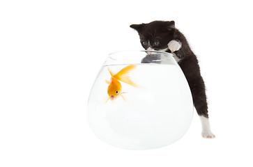 Image showing Kitten and fish