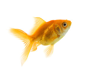 Image showing Goldfish