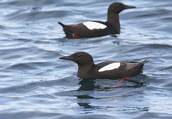 Image showing Black Guillemot 